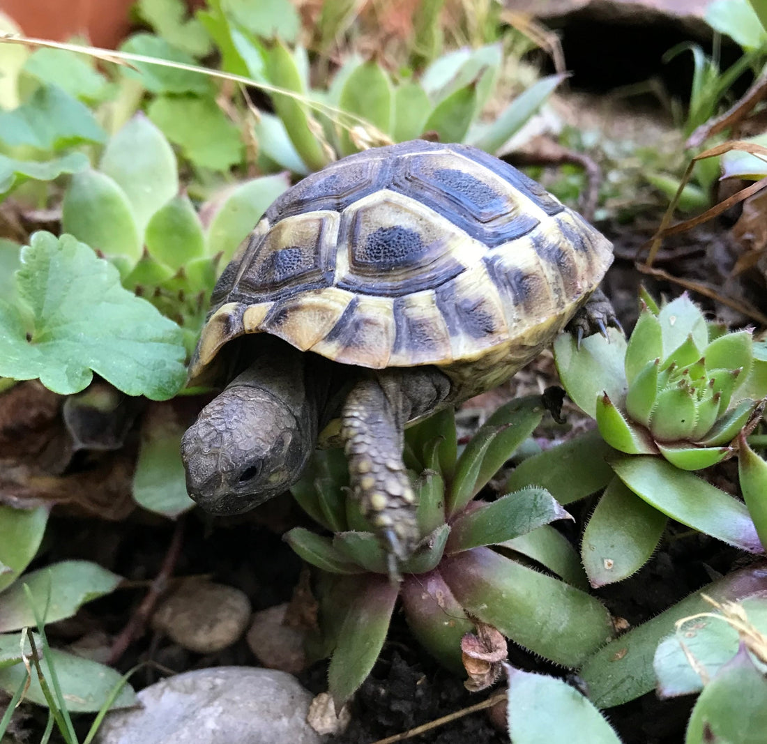 Griechische Landschildkröten NZ 2025