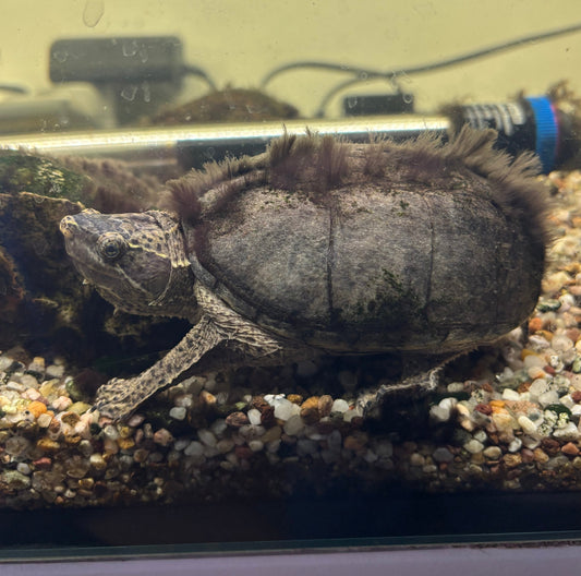 Schildkröte zu verkaufen