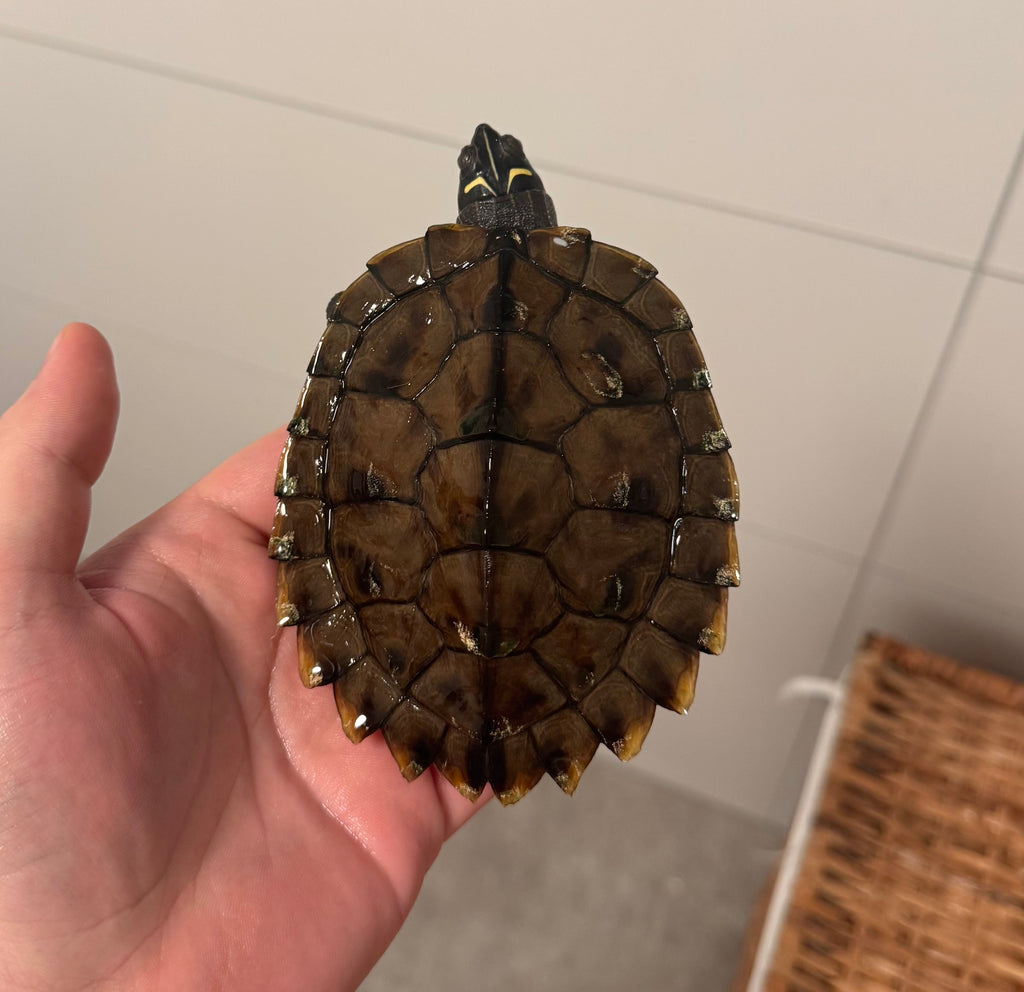 2 Schwarzknopf-Höckerschildkröten - Graptemys nigrinoda