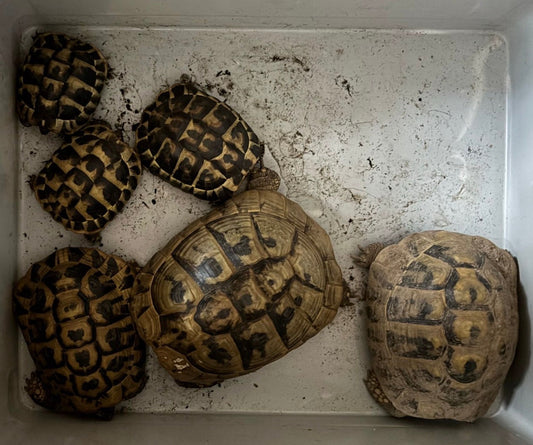 Griechische Landschildkröten