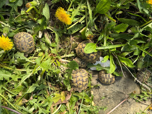 Griechische Landschildkröten (THB) abzugeben