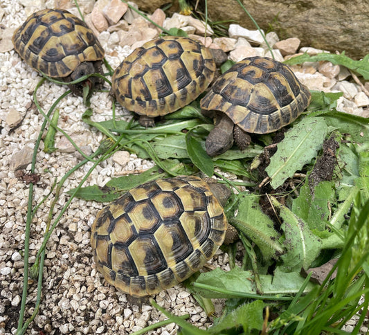 5 griechische Landschildkröten (thb) 2022