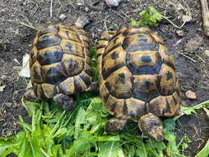 Maurisches Schildkrötenpärchen sucht neues Zuhause
