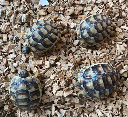 NZ 2024 Breitrandschildkröten