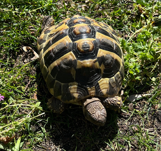 Griech. Landschildkröte 5 Jahre mnl zu verkaufen