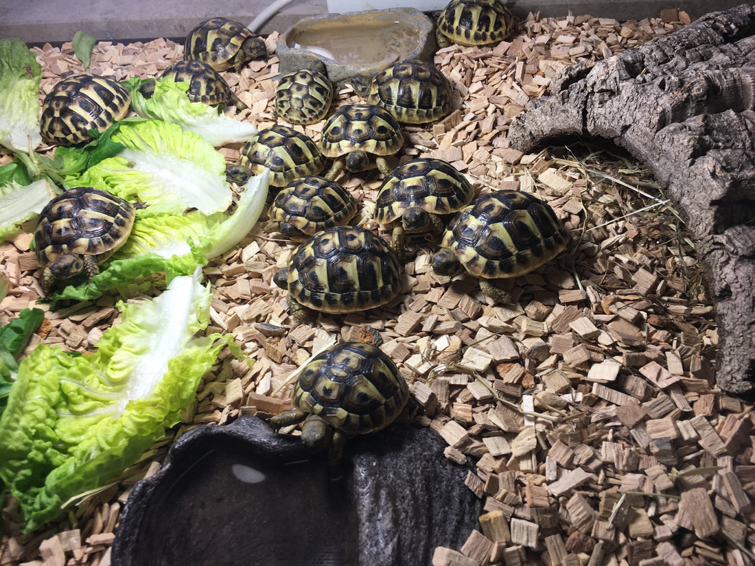 Griechische Landschildkröten NZ 2024