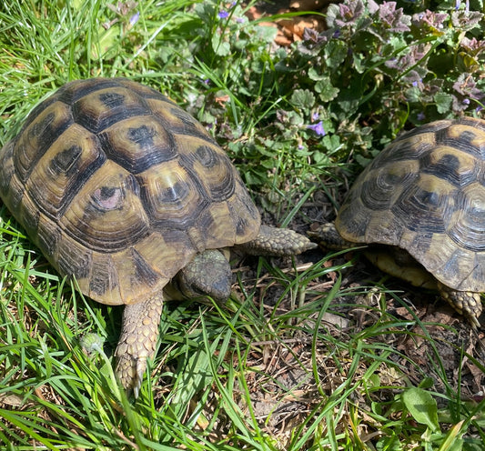 Griechische Landschildkröten 2 Weibchen 7 und 6 Jahre