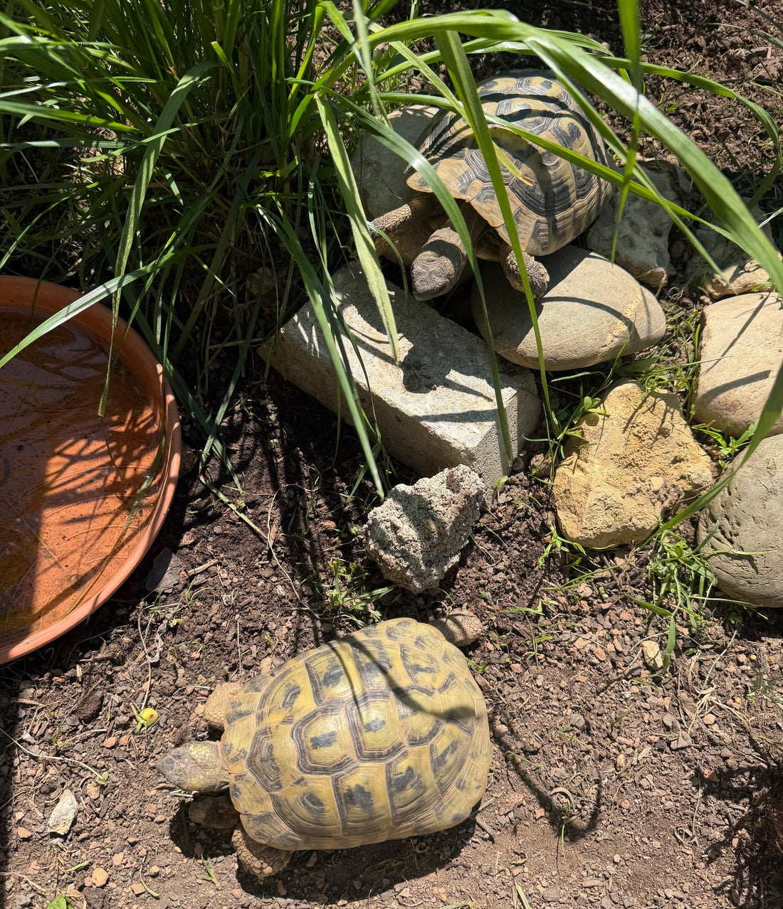 Griechische Landschildkröten - Gruppe - THB