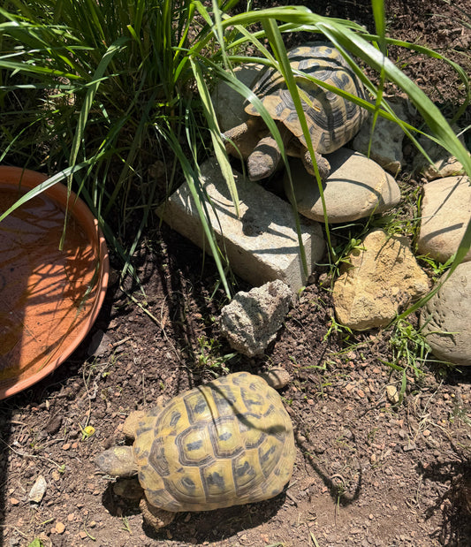 Griechische Landschildkröten - Gruppe - THB