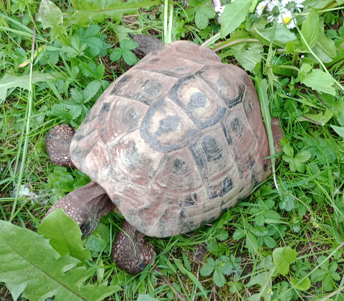 Griechische Landschildkröte (Thb) – Männchen, 24 Jahre, mit CITES-Papieren abzugeben