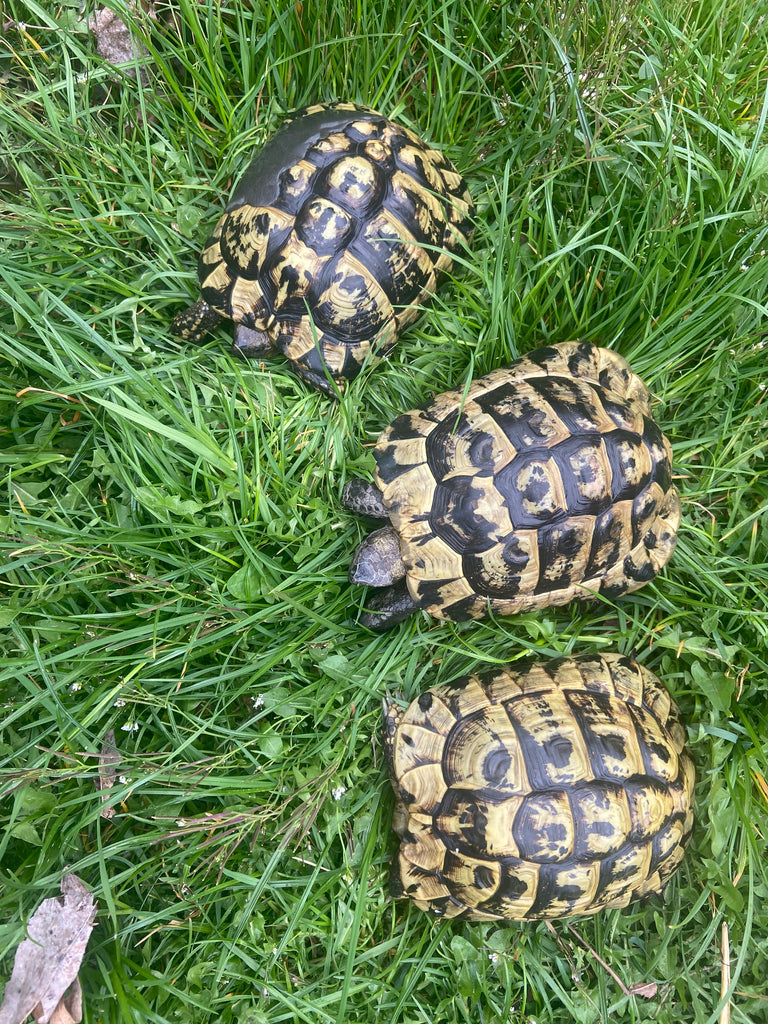 3 griechische Landschildkröten