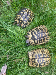 3 griechische Landschildkröten