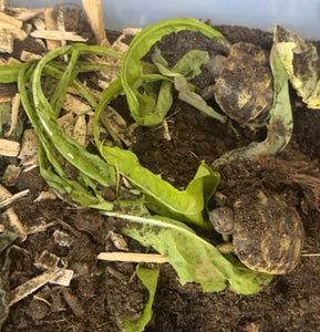 2 Baby Schildkröten