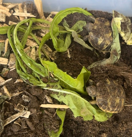 2 Baby Schildkröten