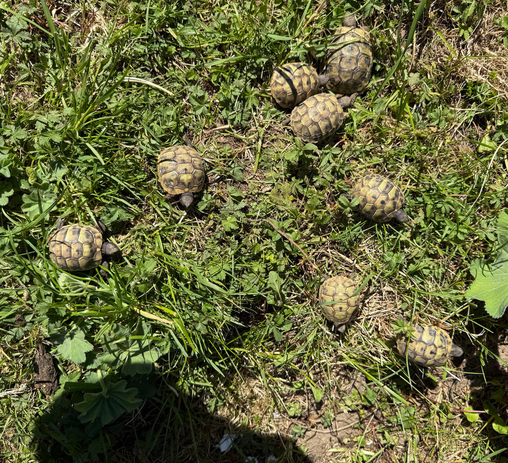 Griechische Landschildkröten (geschlüpft 2017 bis 2024) zu verkaufen