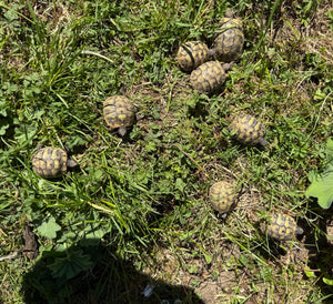 Griechische Landschildkröten (geschlüpft 2017 bis 2024) zu verkaufen