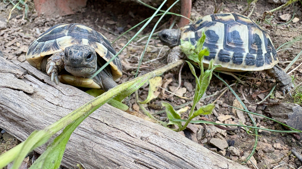 Griechische Landschildkröten Thb NZ 2018, 2019, 2020
