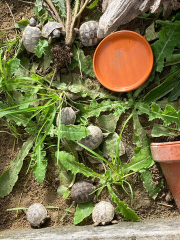 Griechische Landschildkröten NZ 2024 zu verkaufen