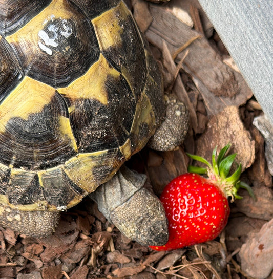 Griechische Landschildkröte NZ 2024 zu verkaufen