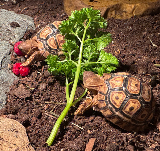 Pantherschildkröten