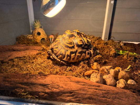 Landschildkröte