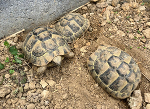 Griechische Landschildkröten
