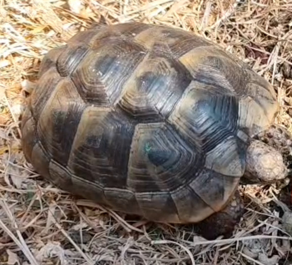 Maurische Schildkröte dringend zu verkaufen