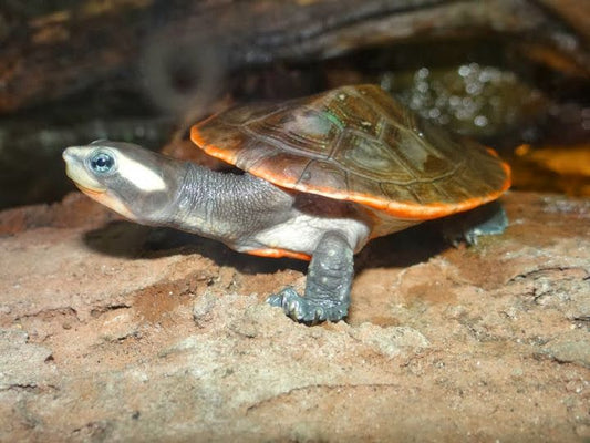 Suche Rotbauch-Spitzkopf Schildkröten (Emydura subglobosa)