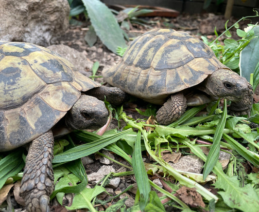 2 männliche Griechische Landschildkröten (NZ 2007)