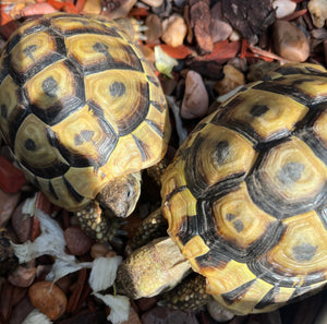 4 Griechische Landschildkröten