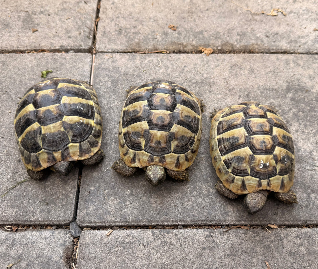 3 Testudo hermanni NZ 2024