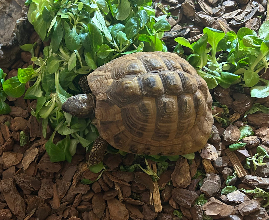 Griechische Landschildkröte Männlich 07/2014 inkl. Terrarium und Lampe abzugeben