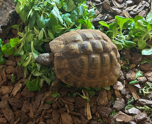 Griechische Landschildkröte Männlich 07/2014 inkl. Terrarium und Lampe abzugeben