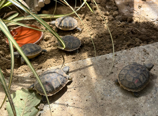 Griechische Landschildkröten NZ 2025 zu verkaufen