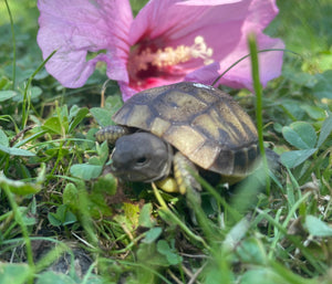 Schildkröten NZ 2024 2025