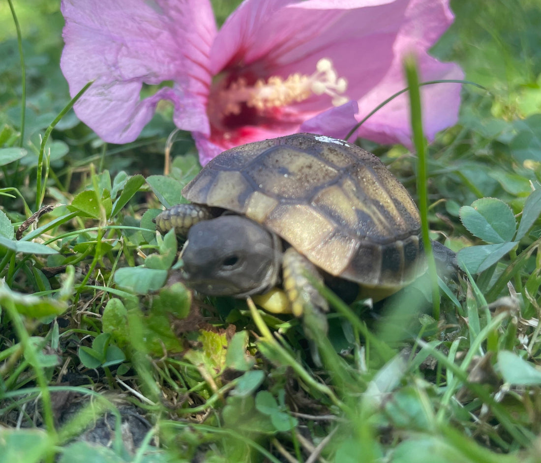 Schildkröten NZ 2026