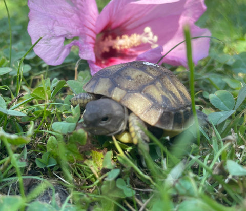 Schildkröten NZ 2024 2025