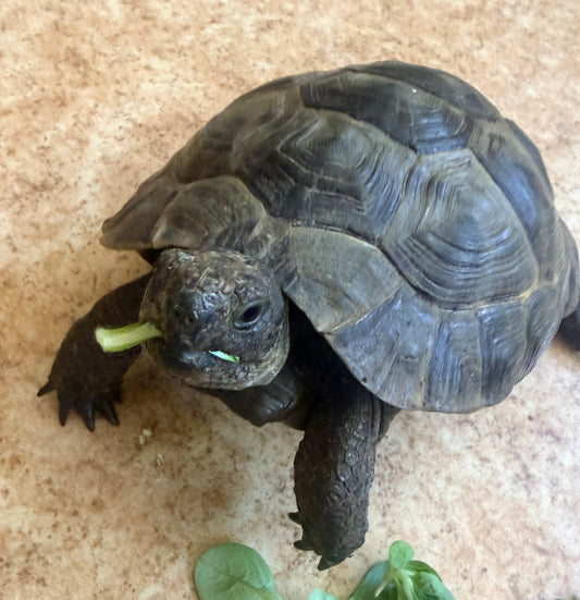 Pärchen maurische Landschildkröten 1.1