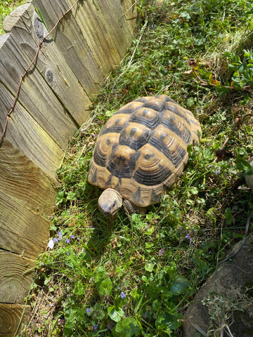 2 adulte weibliche Landschildkröten zu verkaufen