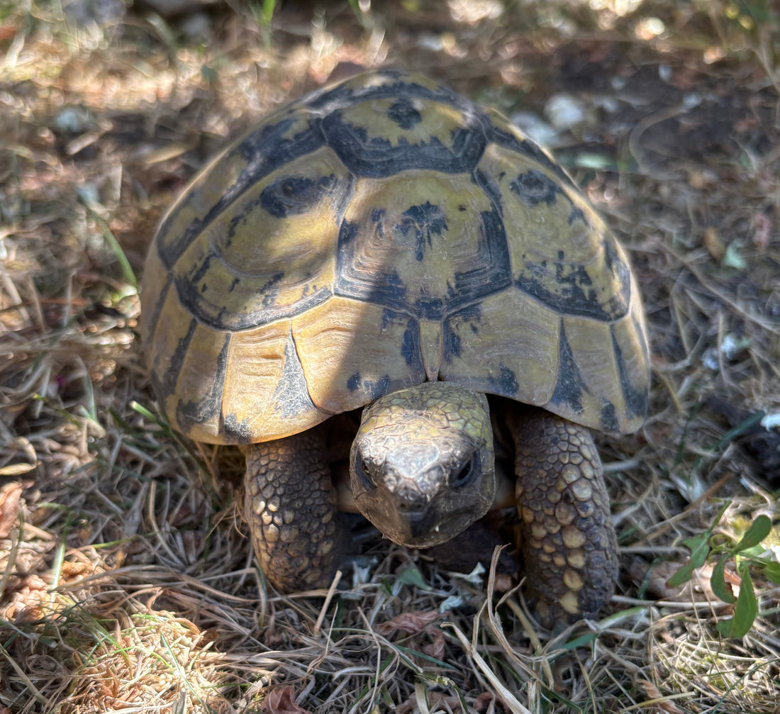 Griechische Landschildkröten (Thb) 0.5 zu verkaufen