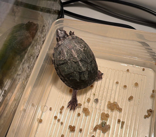 Wasserschildkröte