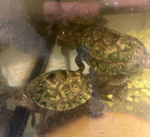 3 Wasser-Schildkröten mit Aquarium zu verkaufen