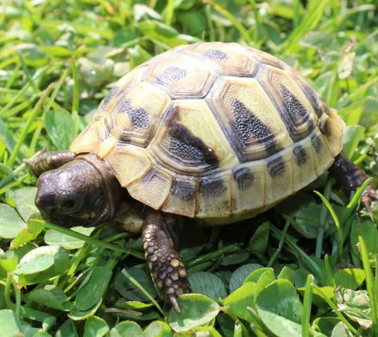 Griechische Landschildkröten, thb, NZ 25, 24, 23