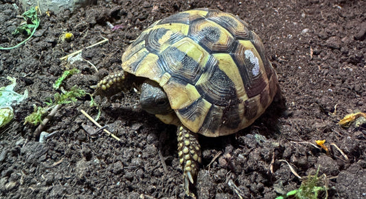 Griechische Landschildkröte (August 2023) inkl. Terrarium & Zubehör – Gesamtpaket 350 €