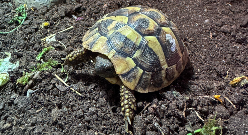 Griechische Landschildkröte (August 2023) inkl. Terrarium & Zubehör – Gesamtpaket 350 €