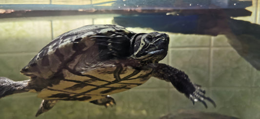 Gelbwangenschmuckschildkröte