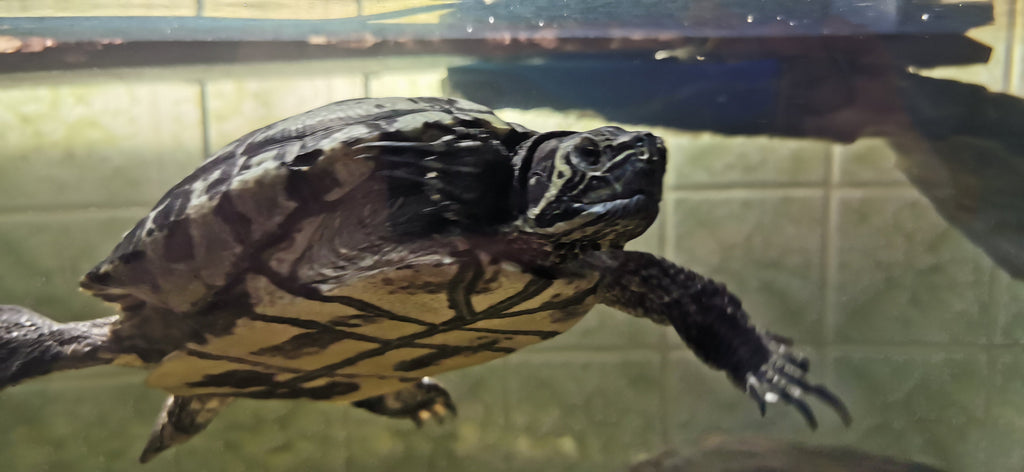Gelbwangenschmuckschildkröte