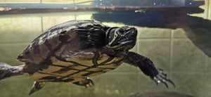 Gelbwangenschmuckschildkröte