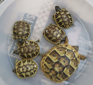 Griechische Landschildkröten NZ aus 2024 abzugen