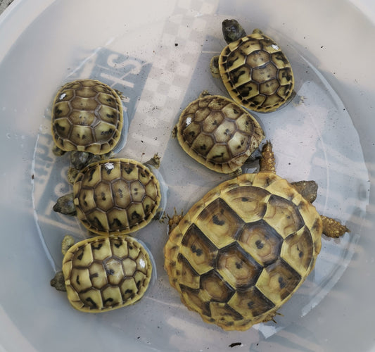 Griechische Landschildkröten THB NZ aus 2025 abzugeben